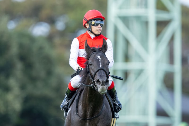 【茨城新聞杯】良血ショウナンサムデイが人気に応える