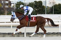 【園田ジュニアカップ】展開無視の末脚！ゴッドフェンサーが力でねじ伏せる