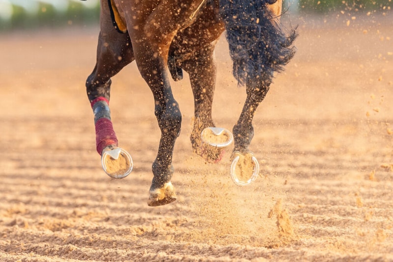 【地方競馬】2025年の暦年売得金が過去最高を更新