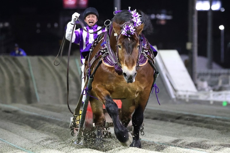 【ばんえい・帯広記念】メムロボブサップ悲願の初制覇…古馬重賞完全制覇を達成