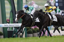 【新馬/京都5R】13番人気タイキルッジェーロが波乱を演出