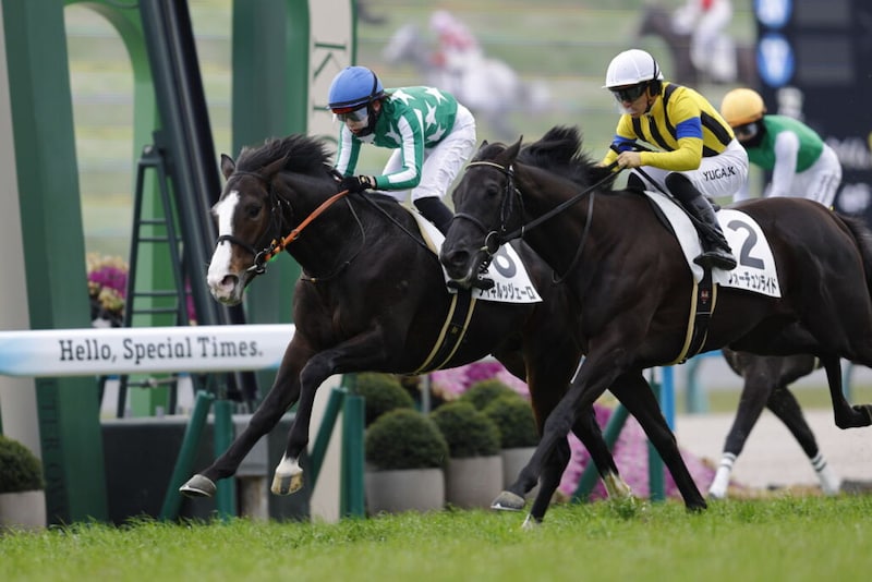 【新馬/京都5R】13番人気タイキルッジェーロが波乱を演出