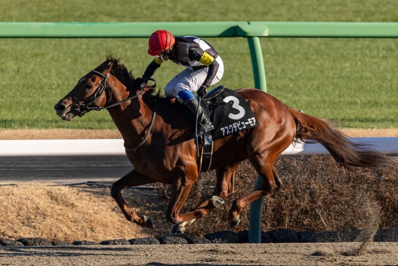 【招福S】最後方から大まくり!岩田康誠騎乗 アスクデビューモアが快勝