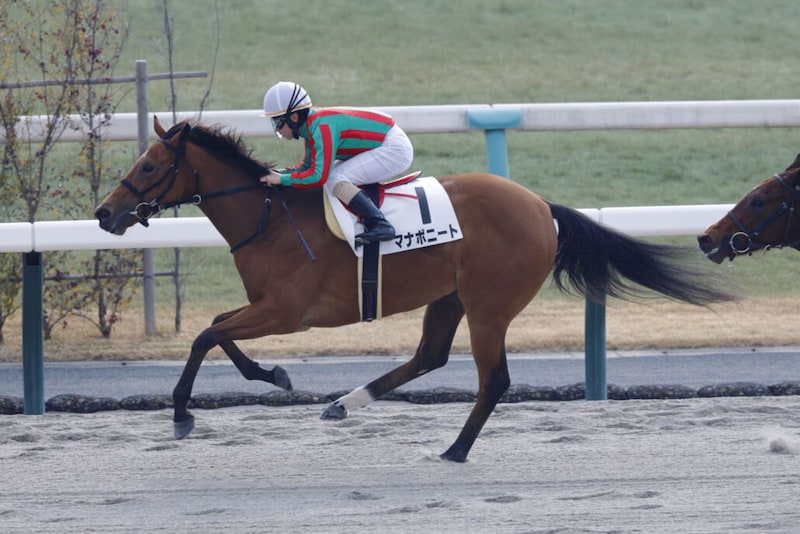 【新馬/京都3R】グァンチャーレ産駒 マナボニートがデビューV