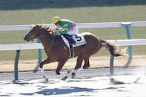 【京都4R】タガノアバンドーネが2勝目