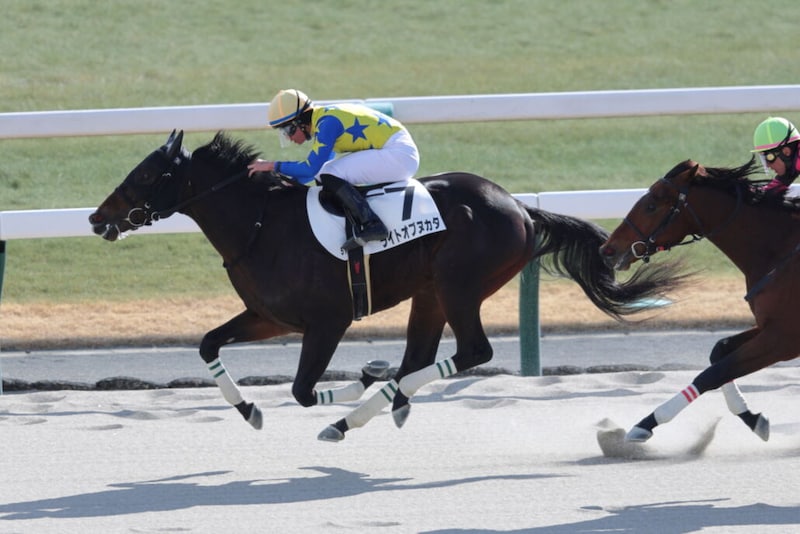 【京都5R】1番人気ライトオブヌカタが2勝目