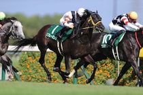 リフレーミングが登録抹消、種牡馬入りの予定