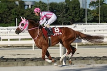 【園田・姫路競馬】兵庫の年度代表馬はオケマル