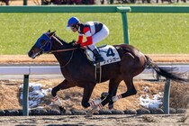 【ブルーバードカップ】羽田盃ステップレースにJRA馬4頭