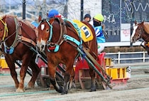 【ばんえい十勝】今井千尋騎手、地方競馬女性騎手の年度最多勝記録を更新