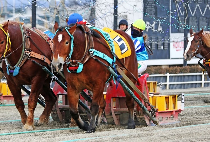 【ばんえい十勝】今井千尋騎手、地方競馬女性騎手の年度最多勝記録を更新