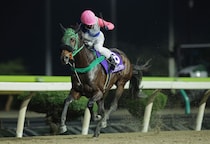 岩手競馬2025年度表彰馬決定…年度代表馬にサクラトップキッド