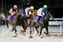 【ブルーバードカップ】初黒星カタリテ・高杉吏麒「いい形でマークされた」…JRAフィンガーが快勝