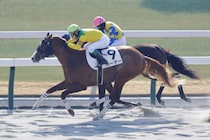 【新馬/京都3R】外国産ホーナーがデビューV…上位人気総崩れの展開