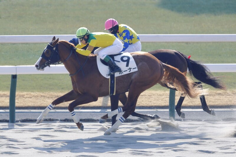 【新馬/京都3R】外国産ホーナーがデビューV…上位人気総崩れの展開