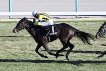 【若竹賞】インディチャンプ産駒 ブレナヴォンが2勝目