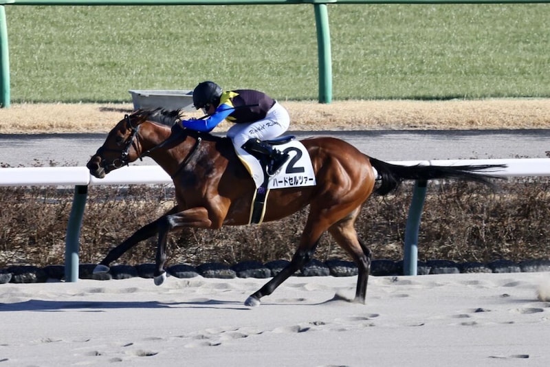 【中山8R】R.キング騎乗 ハードセルツァーが人気に応える快勝