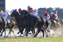 【シルクロードS登録馬】ヤブサメなど22頭