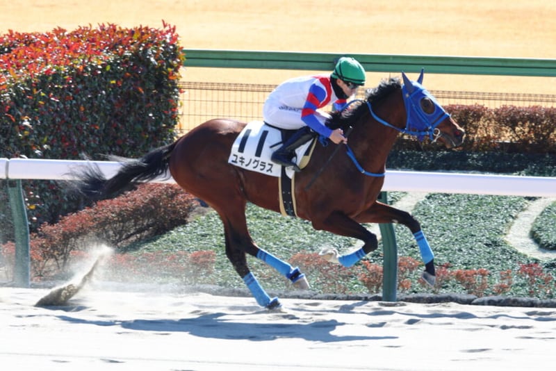 【新馬/東京4R】サンダースノー産駒 ユキノグラスがデビューV