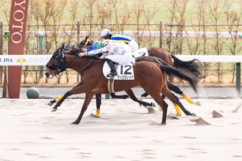 【新馬/京都4R】ナダル産駒 ティエラレイナがゴール前の接戦を制する