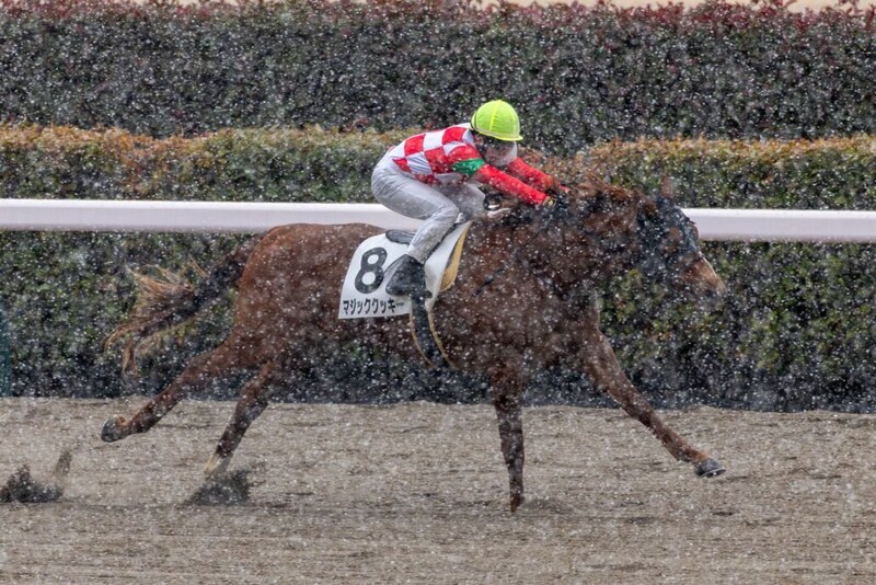 【東京7R】雪中決戦を制す！マジッククッキーが豪快5馬身差V