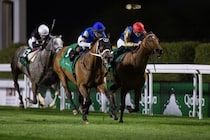 【1351ターフスプリント】パンジャタワーが日本勢最先着の5着…米リーフランナーがV