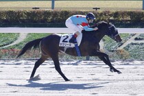 【雲取賞】ルメール騎乗 マクリールは7枠13番へ