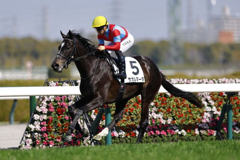 【阪神6R】5億円ホースのサガルマータが初勝利