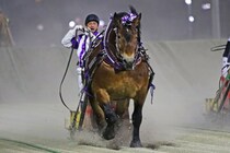【ばんえい・チャンピオンカップ】メムロボブサップが重賞26勝目…重賞最多勝利数＆通算収得賞金記録更新
