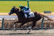 【中山2R】単勝1.1倍パラダイスフェイスが8馬身差圧勝！圧倒的人気に応える
