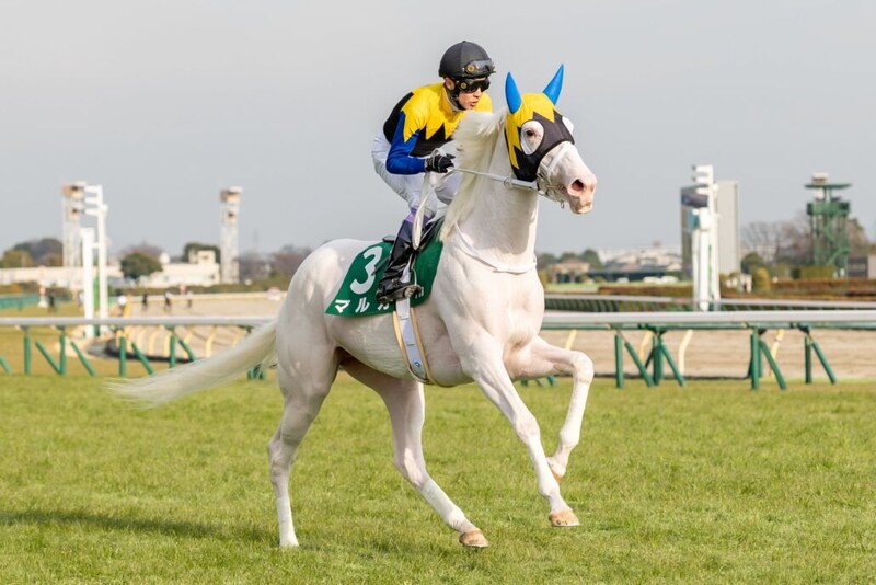 【フィリーズレビュー登録馬】白毛馬マルガなど28頭