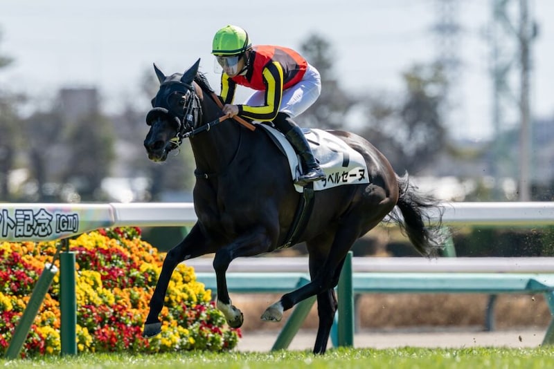 【中山5R】ラベルセーヌが初出走、初勝利！既走馬相手に5馬身差圧勝