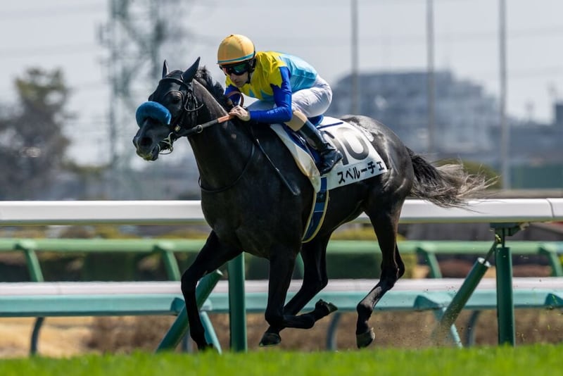 【中山6R】レイデオロ産駒 スペルーチェが断然の支持に応える