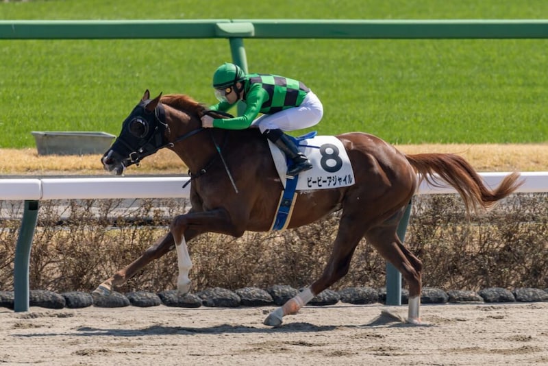 【中山4R】単勝1.3倍ビービーアジャイルが5馬身差圧勝