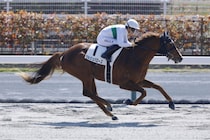 【中京3R】単勝1.5倍セルジュバローズが断然の支持に応える