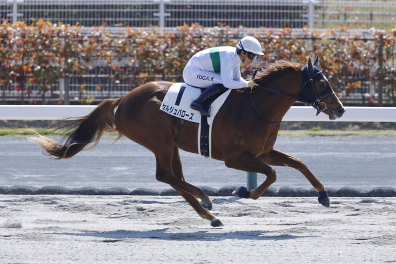 【中京3R】単勝1.5倍セルジュバローズが断然の支持に応える
