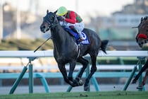 【日経賞登録馬】コスモキュランダなど16頭