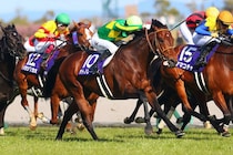 【高松宮記念】連覇かかるサトノレーヴは5枠9番へ…ラストランのナムラクレアは7枠13番から