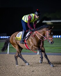 【ドバイゴールデンシャヒーン】世界最強スプリンター集結　アメリカンステージがG1制覇へ挑む
