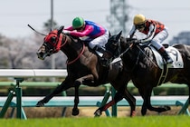 【中山6R】ディー騎乗 メイショウハチコウが抜け出す