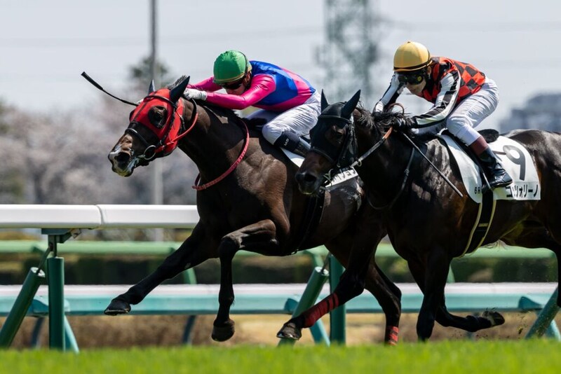 【中山6R】ディー騎乗 メイショウハチコウが抜け出す