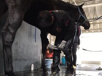 【装蹄師・西内荘コラム】メイショウタバル、大人になって迎える大阪杯