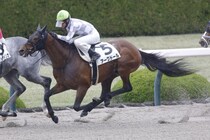 【阪神7R】ゴールデンホーン産駒 アークドールが2勝目