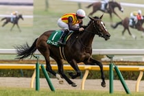 【桜花賞】ドリームコアは504kg…出走馬の調教後の馬体重