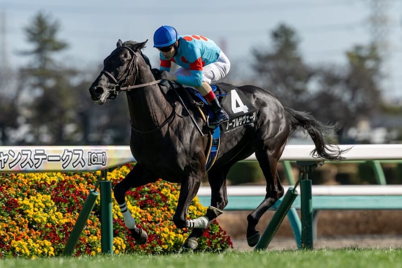 【青葉賞登録馬】ノーブルサヴェージなど25頭