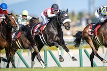 香港チャンピオンズデーへ、日本馬が最終調整 モレイラ騎乗ジューンテイクは好気配、各馬順調に態勢整う