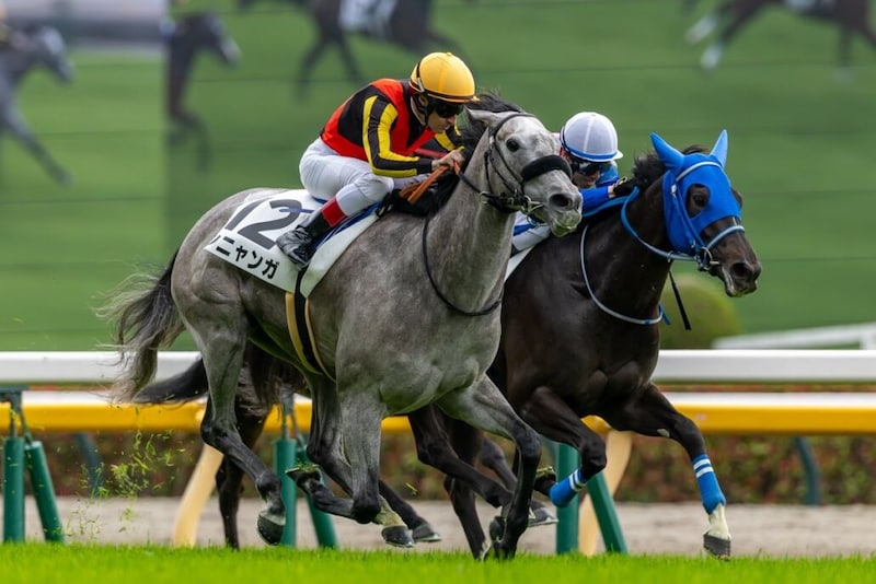 【東京4R】断然人気シニャンガが危なげなく初勝利…単勝1.5倍の支持に応える