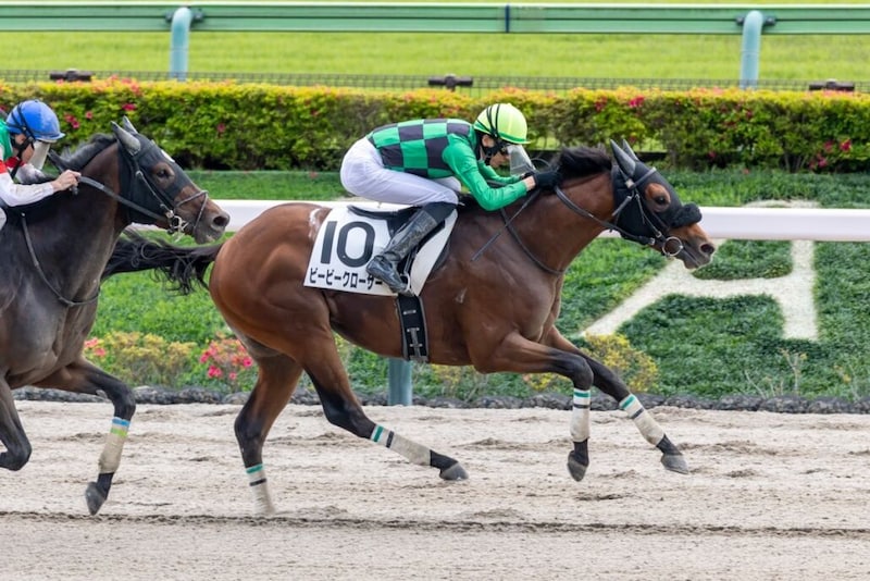 【東京6R】断然人気ビービークローサーが差し切りV…単勝1.8倍の支持に応える