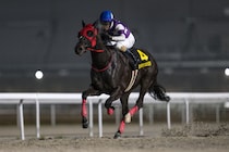 サンライズホークが大井へ移籍