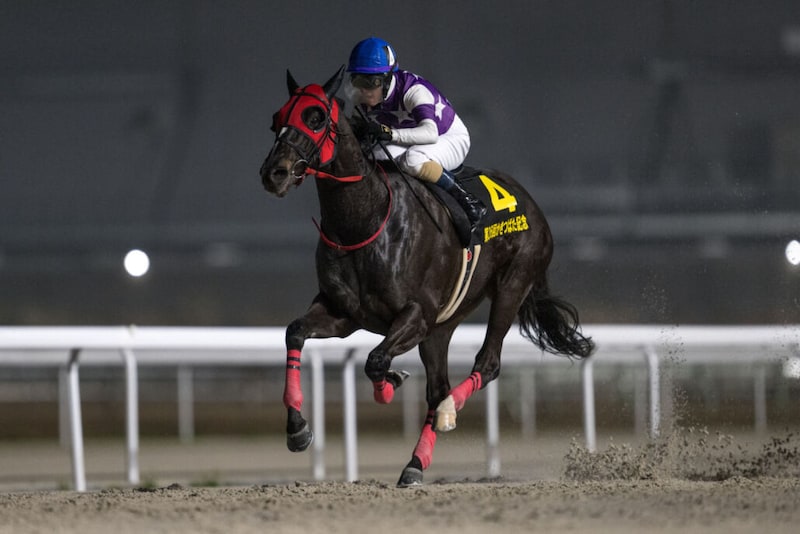 サンライズホークが大井へ移籍